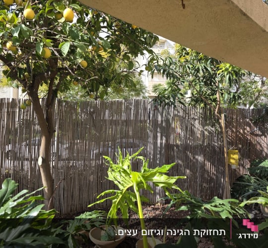 עץ לימון וצמחים בגינה עם גדר במבוק